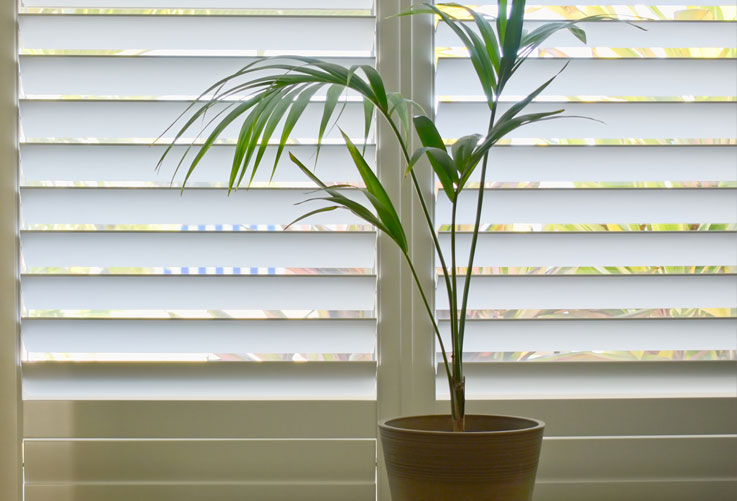 plant with blinds
