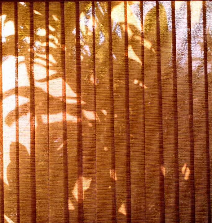 Vertical blinds with sunlight and palm shadows